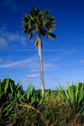 Archipel-des-Comores;-Ciel-bleu;-Feuilles-pointues;-France;-Kaleidos;-Kaleidos-images;-La-parole-à-limage;-Laurent-Abad;-Mayotte;-Nature;-Océan-Indien;-Palmier;-Paysage;-Stories-Pictures;-Végétation